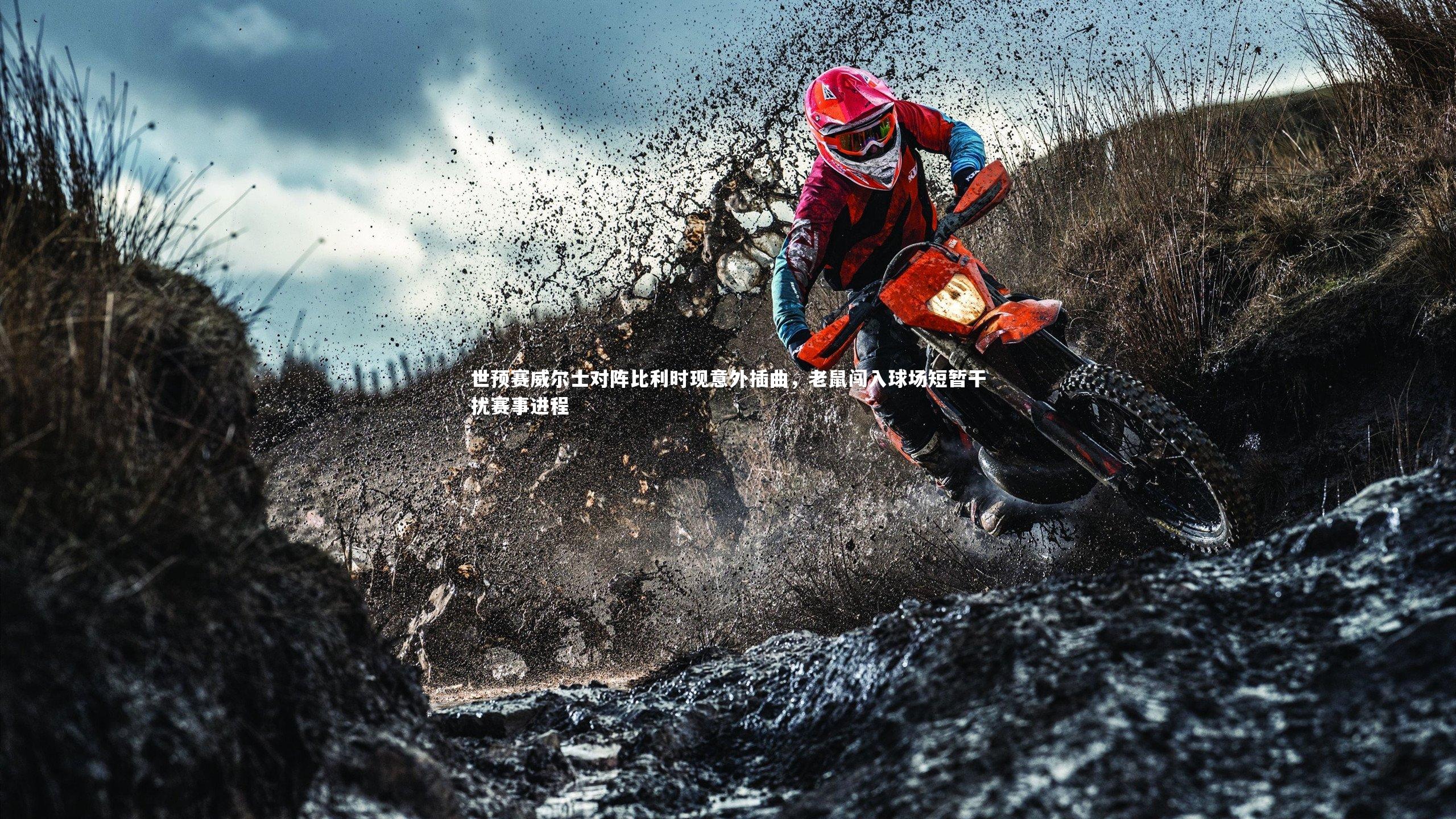 世预赛威尔士对阵比利时现意外插曲，老鼠闯入球场短暂干扰赛事进程